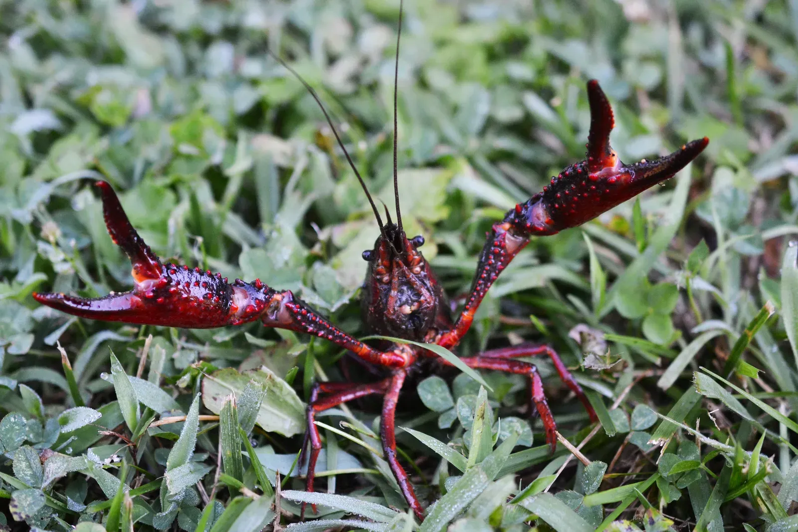 A red swamp crayfish standing on gravel, showing its dark red armoured body, bumpy claws and long feelers.