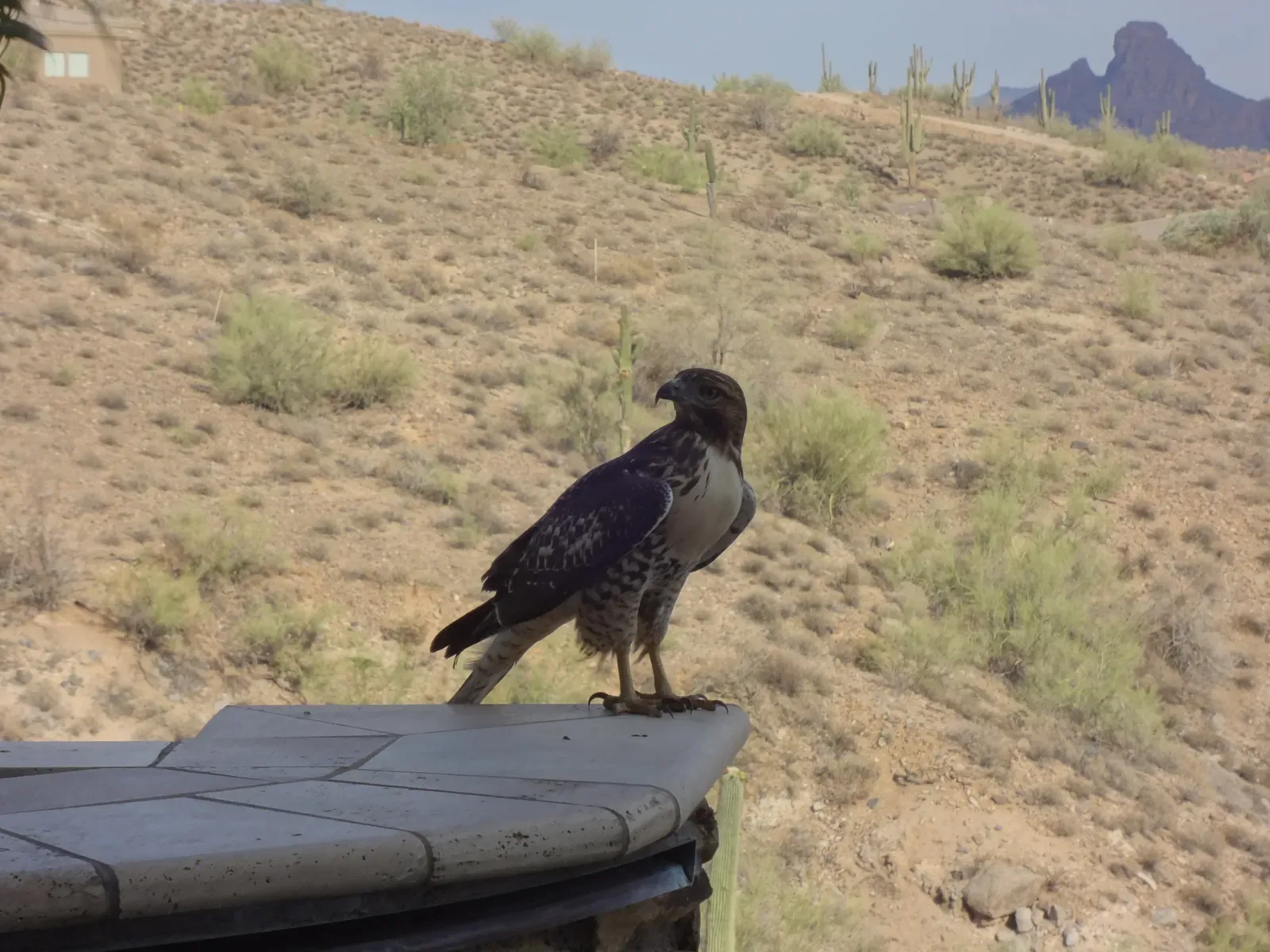A red-tailed hawk with a streaked pale belly and dark wings perched on a wall, a cactus-covered desert hillside behind it.