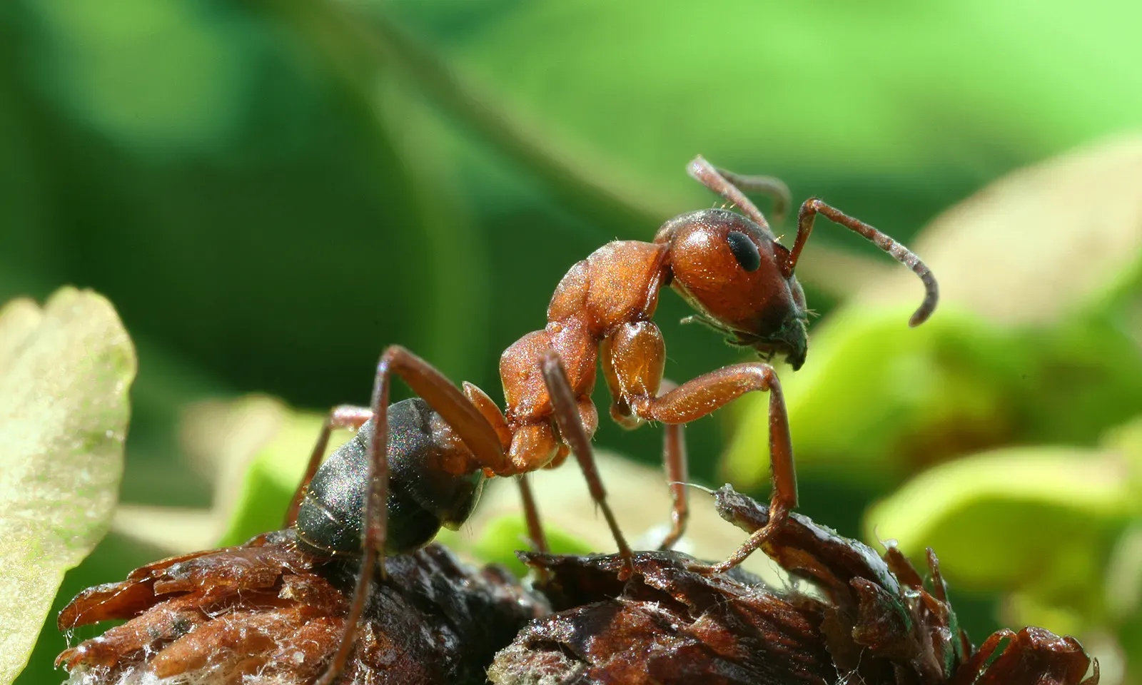 A close-up of a red wood ant with a shiny reddish head and thorax and a dark abdomen, standing on a twig against green leaves.