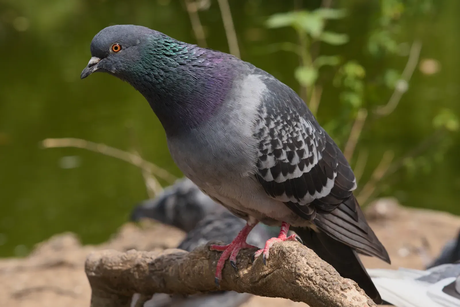A blue-grey rock pigeon perched on a branch, its neck shining green and purple in the sun and its eye bright orange.