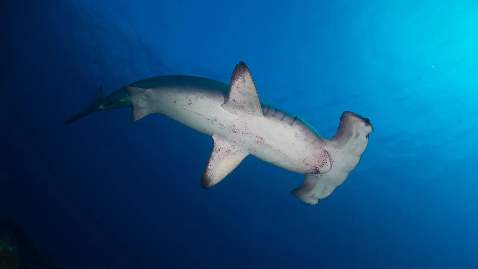 A scalloped hammerhead shark seen from below, gliding through deep blue water with its wide flattened head and pale underside.
