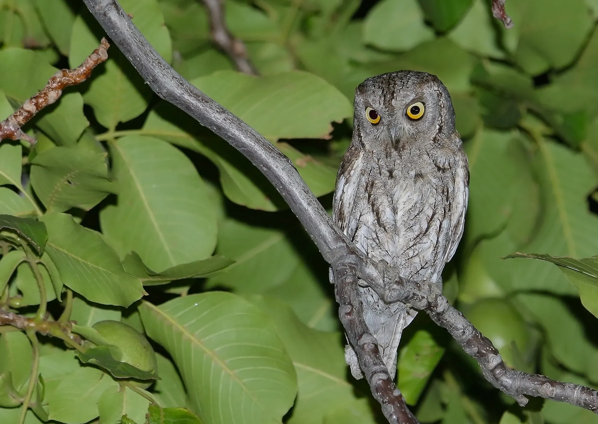 Two Eurasian scops owls peeking from separate hollows in deeply ridged tree bark, their bright yellow eyes standing out against mottled grey-brown plumage.