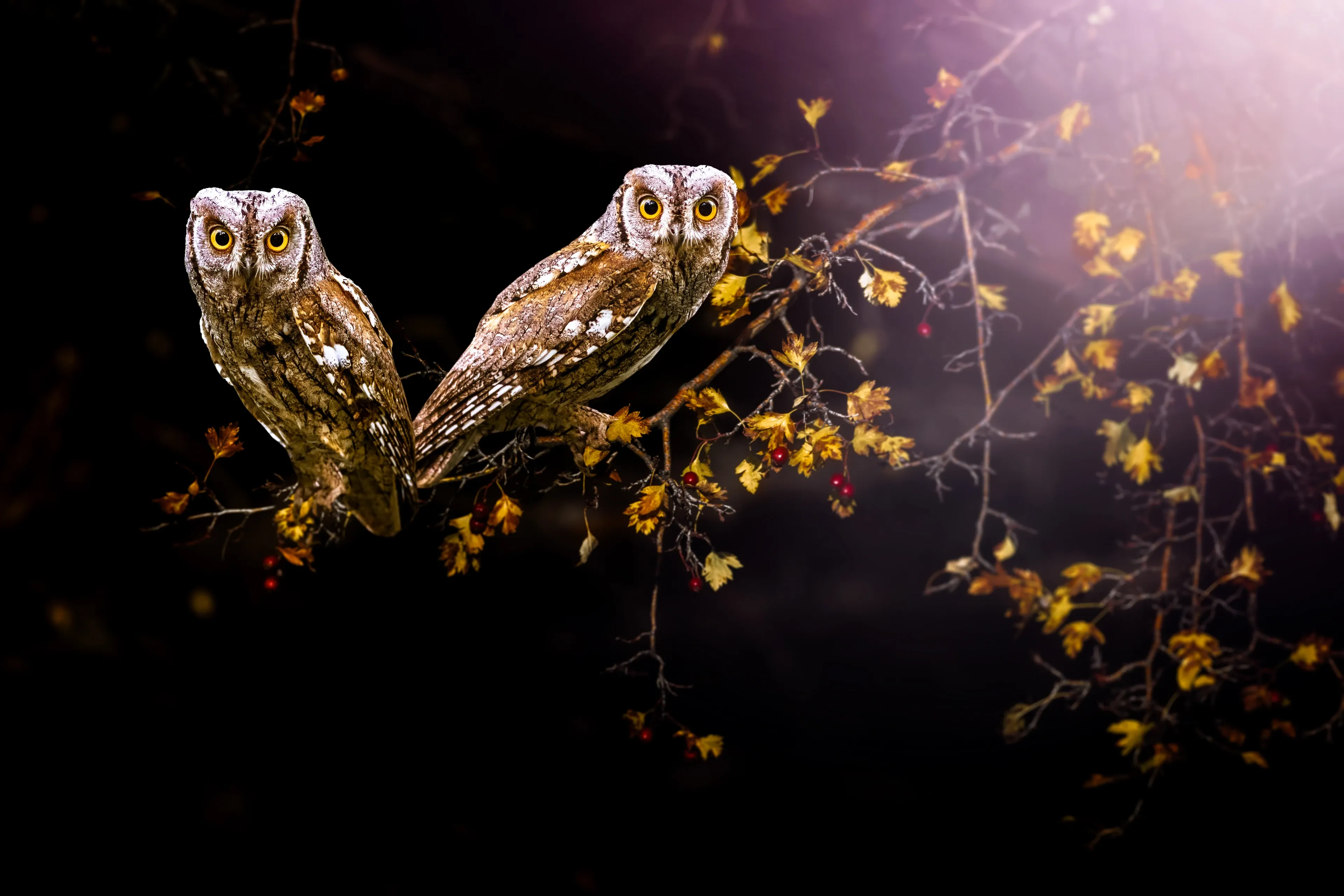 Two Eurasian scops owls perched on a thin branch at night, both facing the camera with bright yellow-orange eyes among sparse autumn leaves.