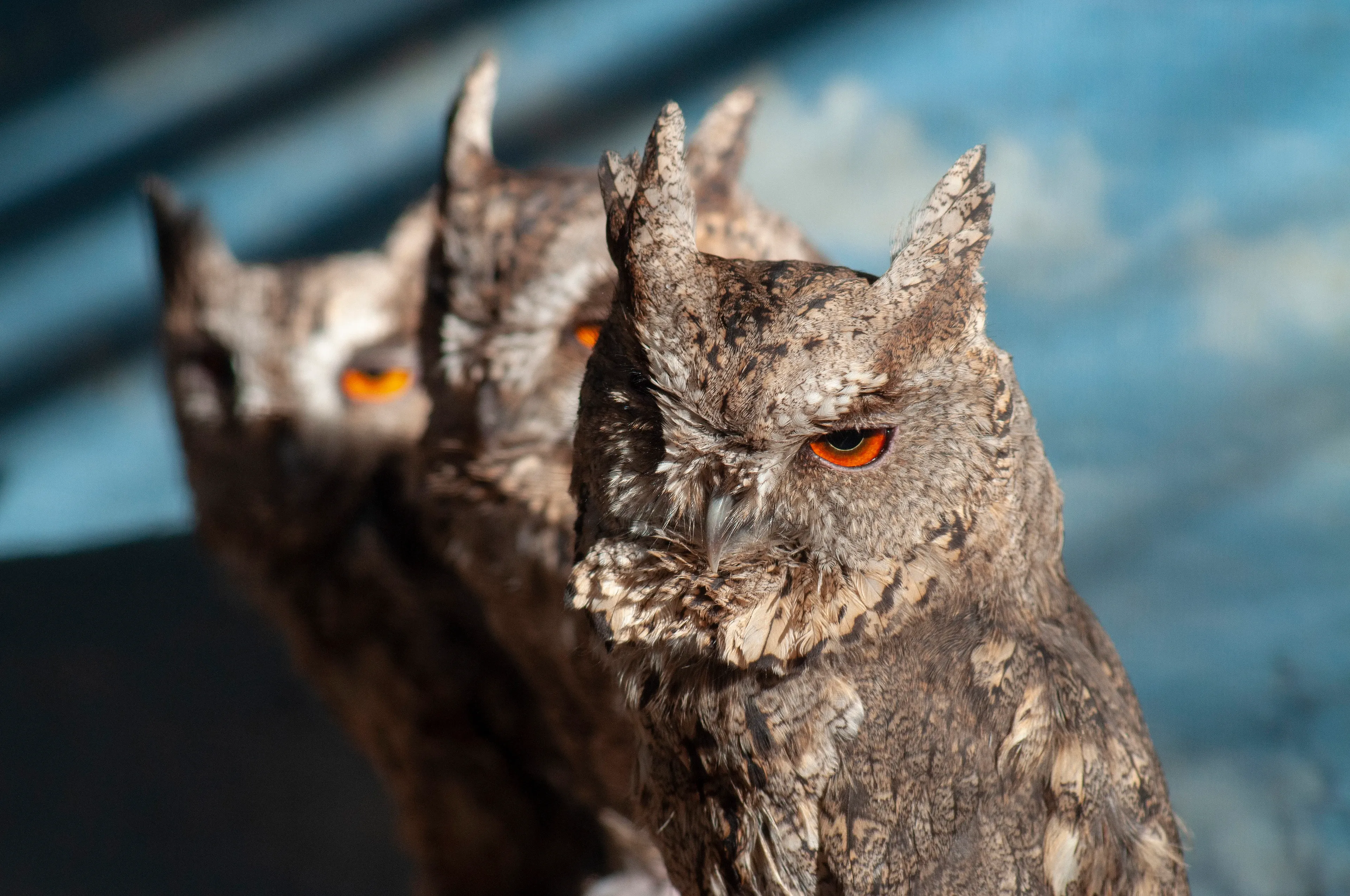Three Eurasian scops owls lined up in sunlight, the nearest bird sharp in the foreground with amber eyes and bark-patterned plumage.