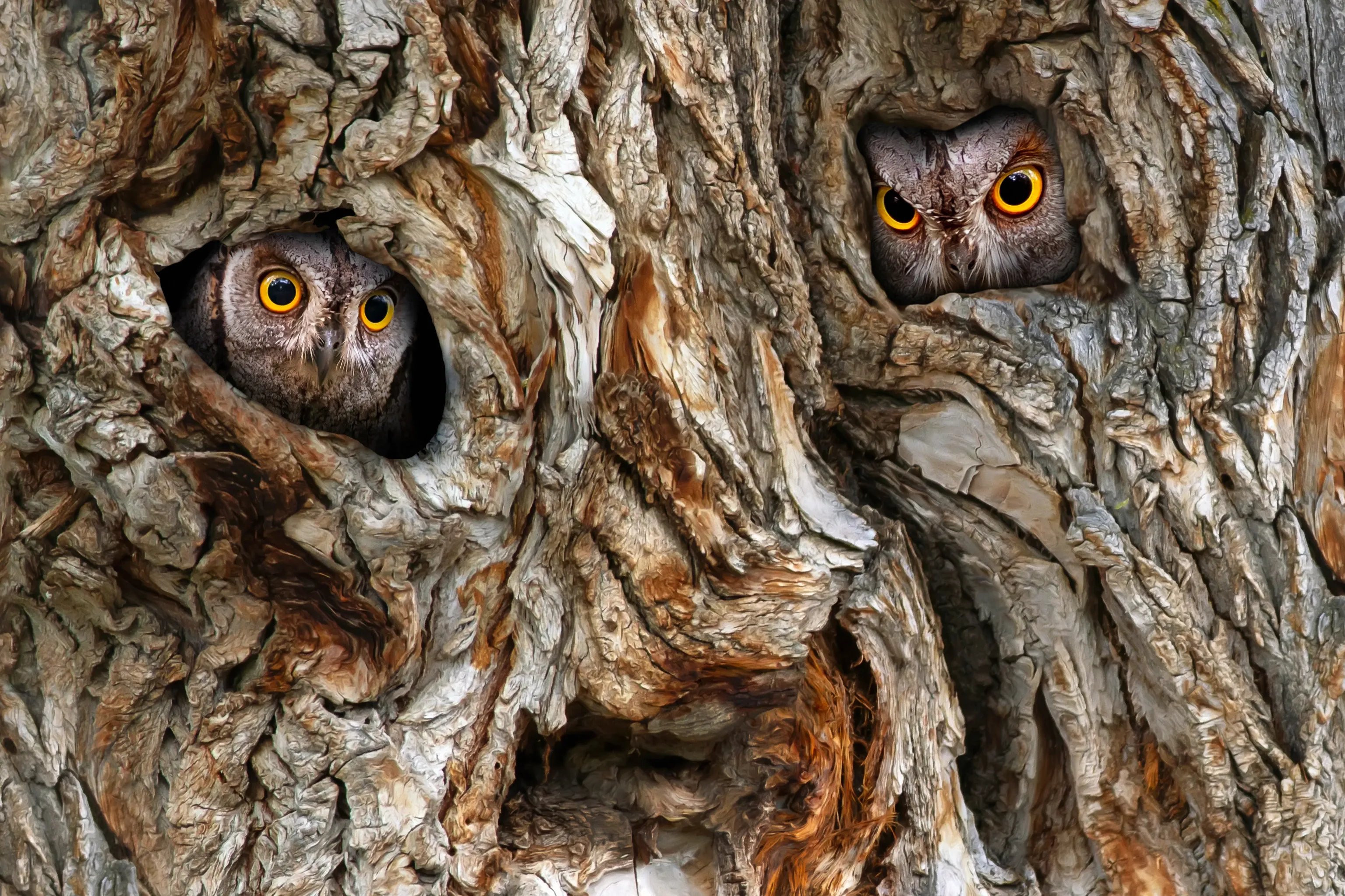 A small grey Eurasian scops owl with bright yellow eyes perched among green leaves at night in Pakistan.