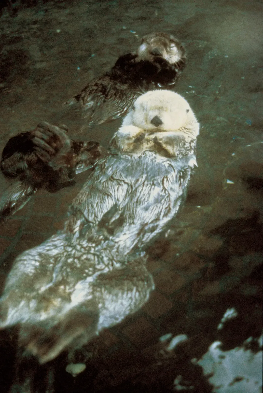 A southern sea otter (Enhydra lutris nereis) floating on its back at the water surface.