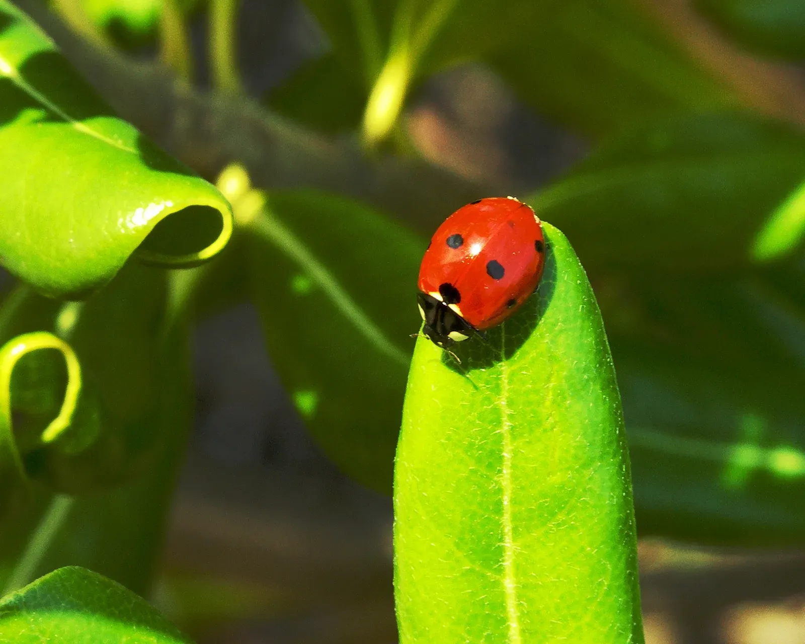 A red seven-spot ladybird with black spots resting on the tip of a green leaf.