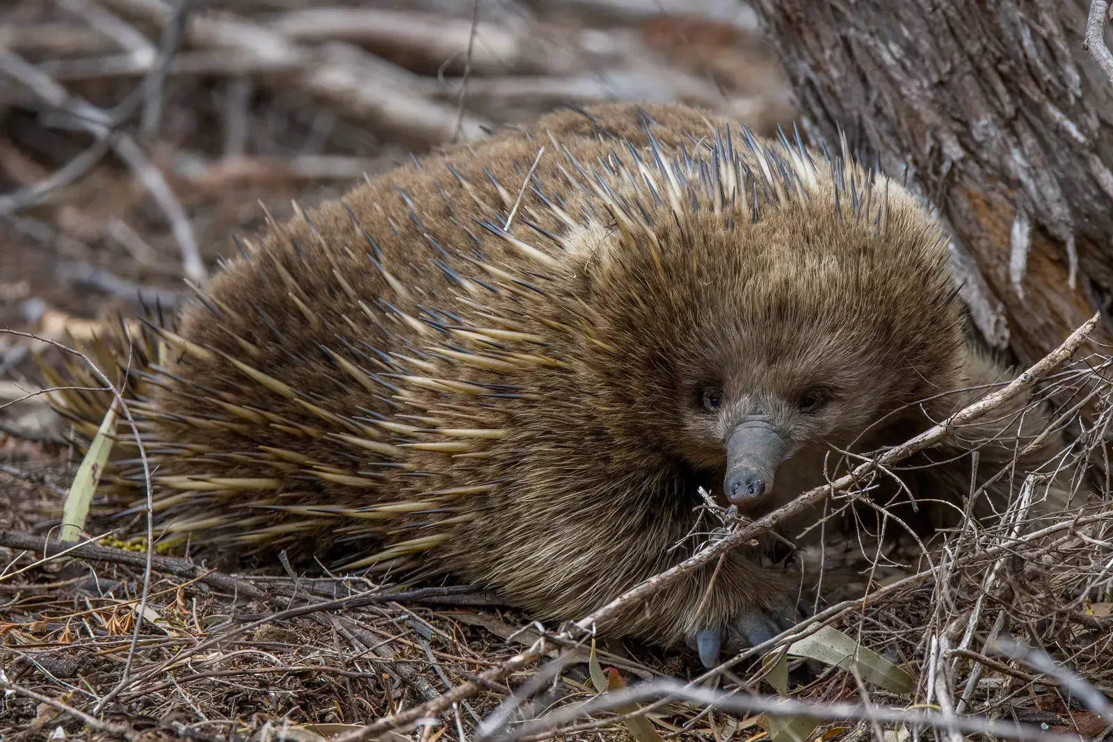 A short-beaked echidna covered in cream-and-black spines and brown fur, with a slender snout, foraging among twigs.