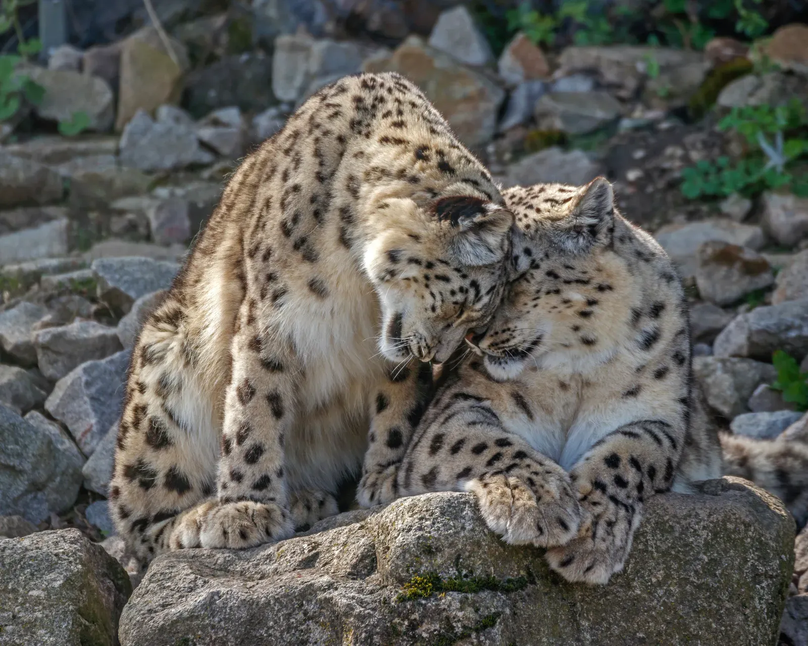 A snow leopard (Panthera uncia) at Zoologischer Stadtgarten Karlsruhe, Germany.