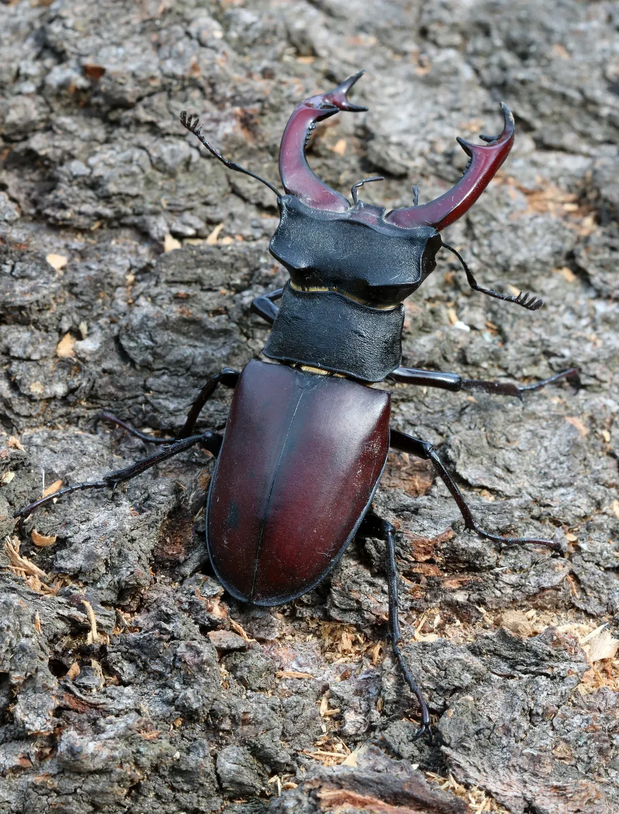 A male European stag beetle (Lucanus cervus) showing large antler-like jaws, photographed in Vinnytsia Oblast, Ukraine.