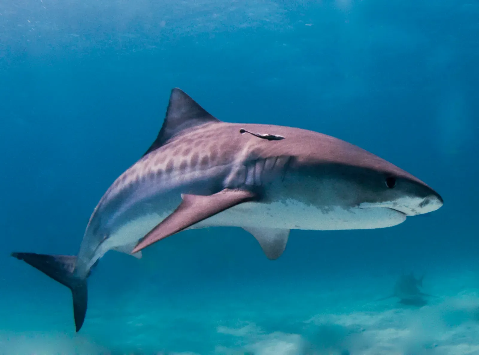 A tiger shark gliding through blue water, its grey back marked with faint darker bars and its pale underside showing beneath.
