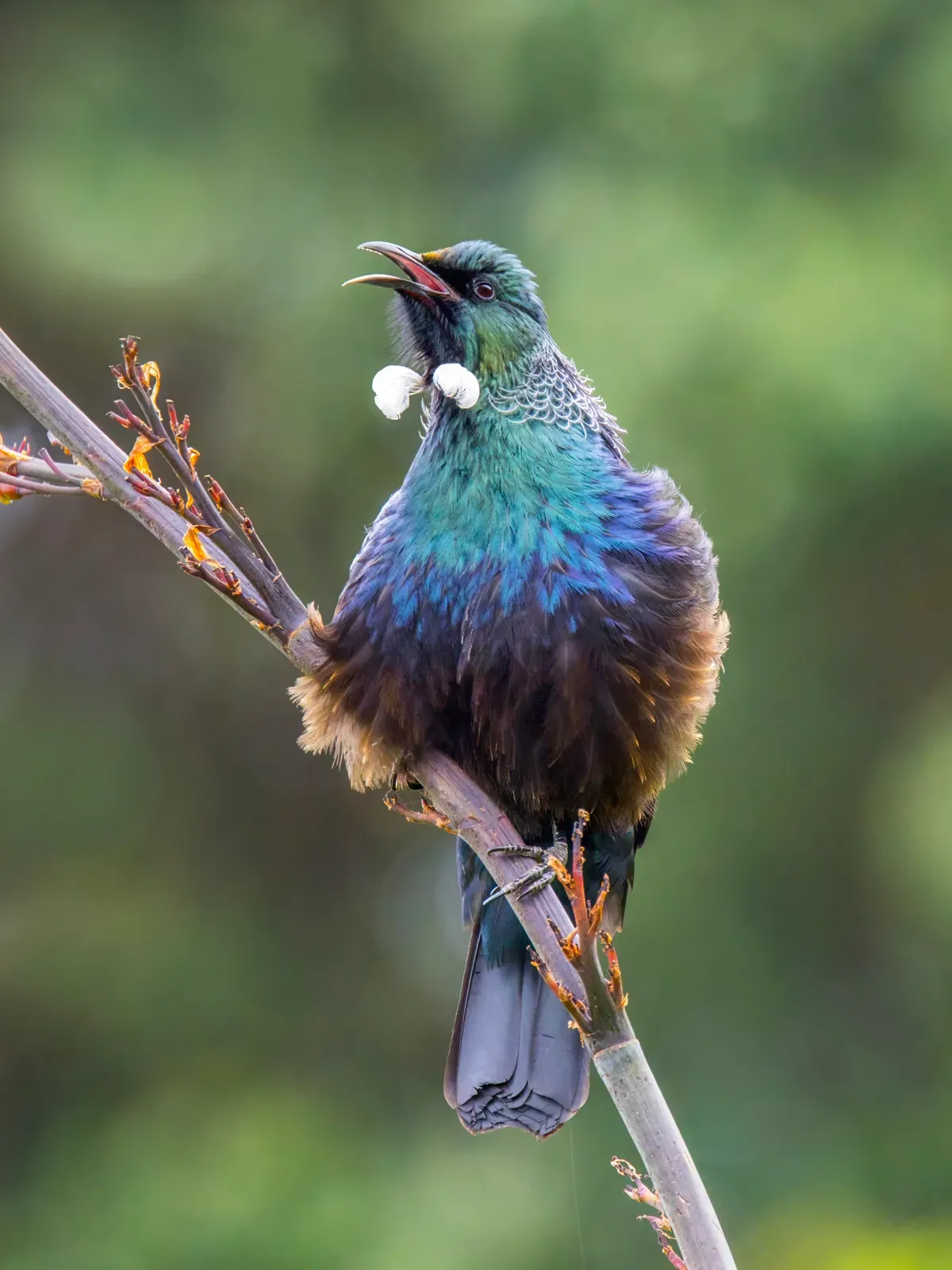 A tūī singing on a flax stalk, its feathers shining blue-green and two little tufts of white feathers puffing out at its throat.