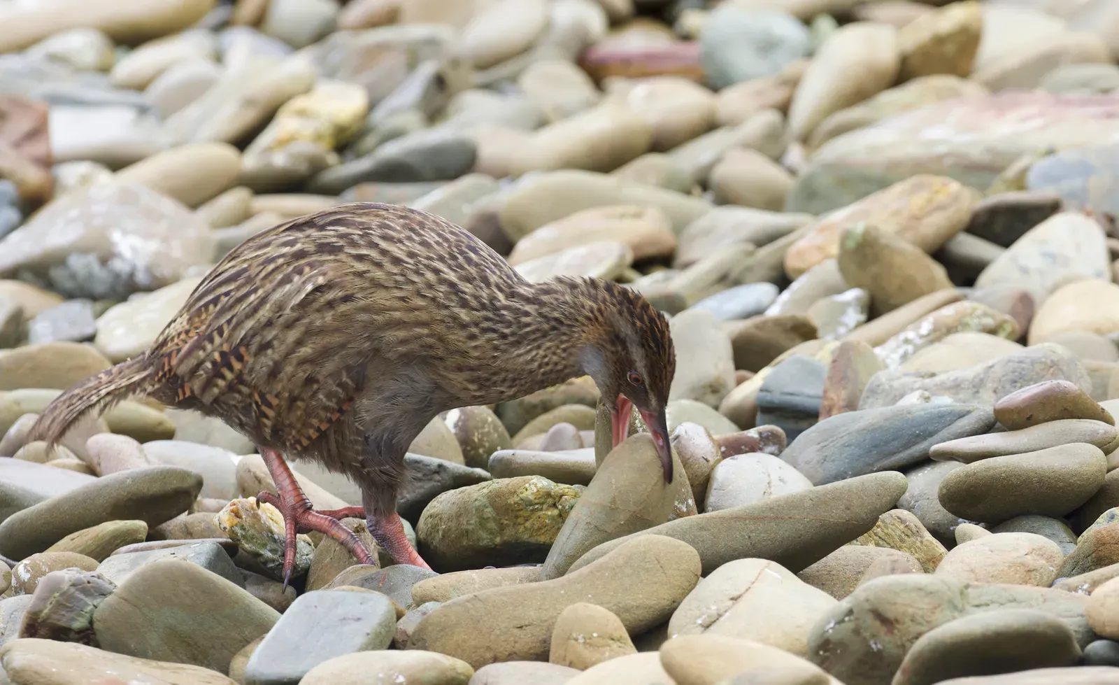 A brown, flightless weka with streaky feathers and sturdy reddish legs, foraging head-down among smooth beach pebbles.