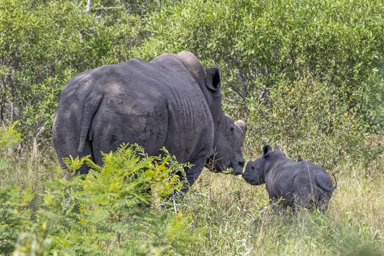 A white rhinoceros (Ceratotherium simum) with its calf in Kruger National Park, South Africa.