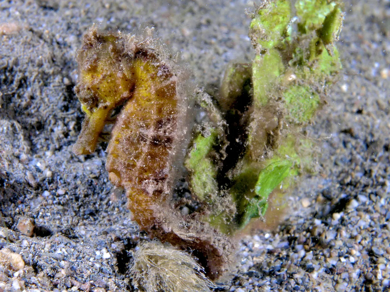 A yellow estuary seahorse with a curled tail beside algae on a sandy seabed.